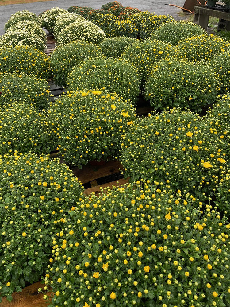 Native Sun Flowers Halfmoon Clifton Park Garden Center