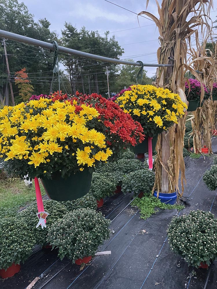 Native Sun Flowers Halfmoon Clifton Park Garden Center