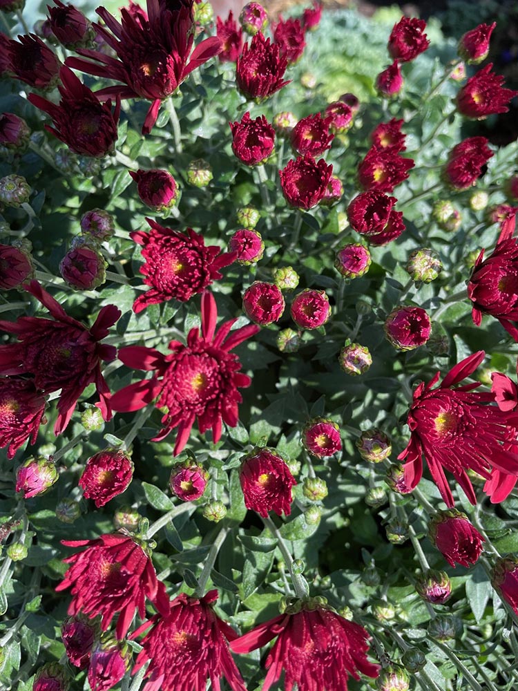 Native Sun Flowers Halfmoon Clifton Park Garden Center