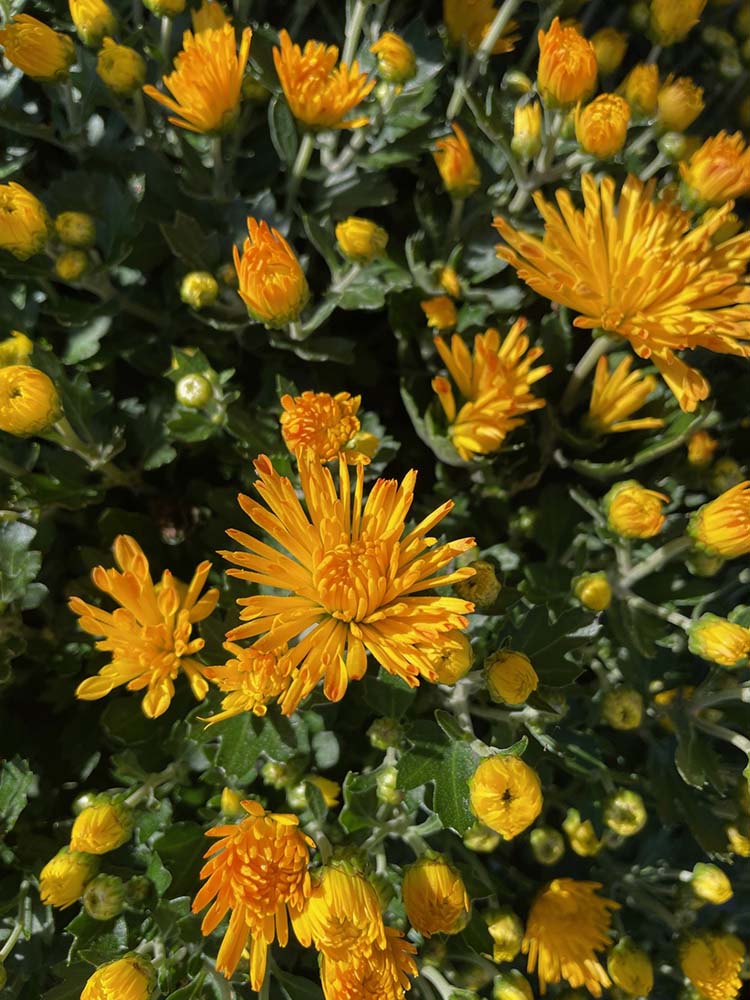 Native Sun Flowers Halfmoon Clifton Park Garden Center