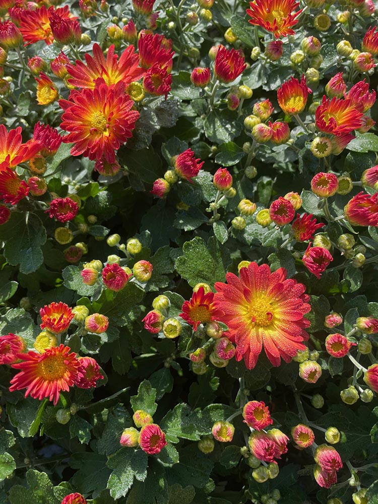 Native Sun Flowers Halfmoon Clifton Park Garden Center