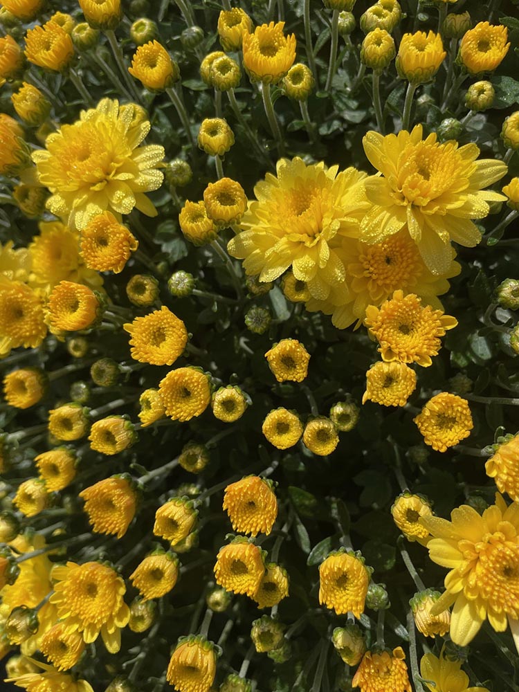 Native Sun Flowers Halfmoon Clifton Park Garden Center